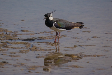 Further departures, very few Lapwing left
